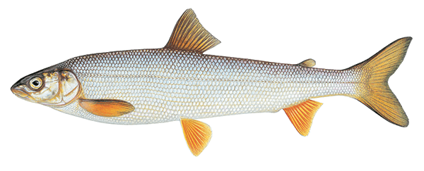 Round Whitefish Illustration