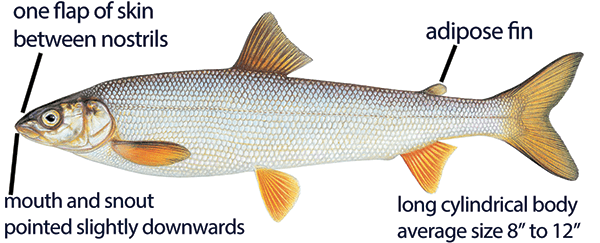 Illustration of round whitefish with distinct features labeled, including long cylindrical body, one flap of skin between nostrils, downward pointed nose and snout, and adipose fin.