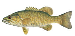 Smallmouth Bass Illustration