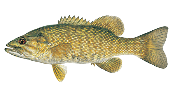 Smallmouth Bass Illustration
