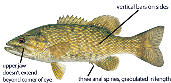 Illustration of a smallmouth bass with distinct features labeled: jaw that doesn't extend past eye; vertical bars on sides; and three anal spines, graduated in length.