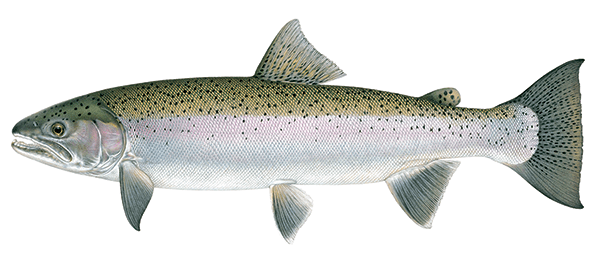 Steelhead Illustration