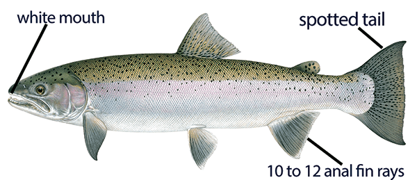 Illustration of a steelhead (rainbow trout) with distinguishing features labeled: white mouth, spotted tail, and 10 to 12 anal fin rays.