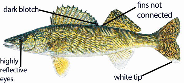 Illustration of a walleye with distinctive features labeled, including dark blotch on dorsal fin, white tip on tail, highly reflective eyes, and dorsal fins not connected.