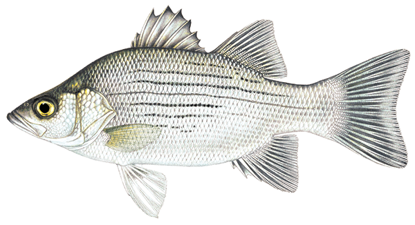 White shop bass fish