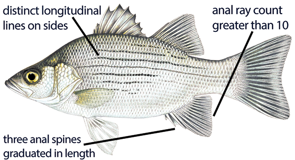 White bass with distinguishing features identified: distinct longitudinal lines on sides, three anal spines graduated in length, and anal ray count greater than 10.