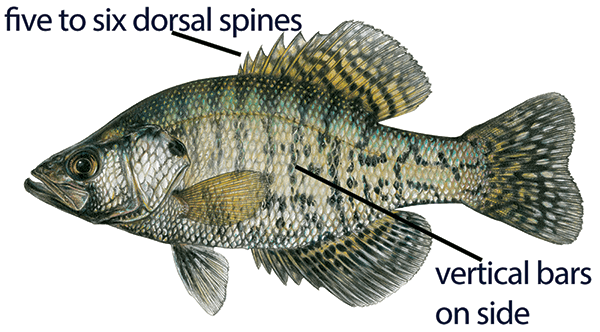 Illustration of a white crappie with distinct features labeled: five to six dorsal spines and vertical bars on side.