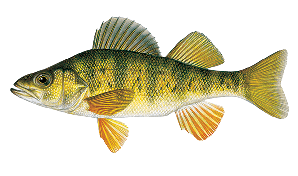 Yellow Perch Illustration