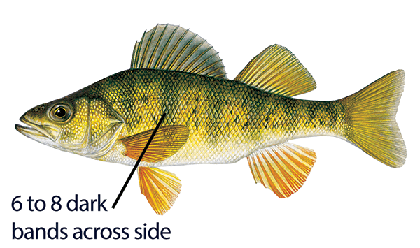 Illustration of yellow perch with distinguishing features labeled: 6- to 8-inch dark bands across side.