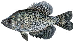 Crappie Illustration 