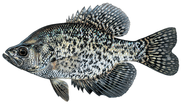 Black crappie Illustration 