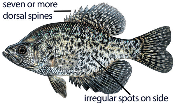 Illustration of a black crappie with distinct features labeled: seven or more dorsal spines and irregular spots on side.