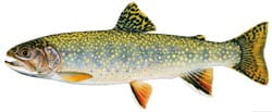 Illustration of a brook trout