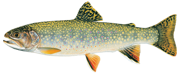 Illustration of a brook trout