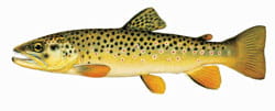 brown trout illustration