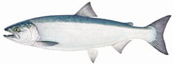 Coho Salmon Illustration