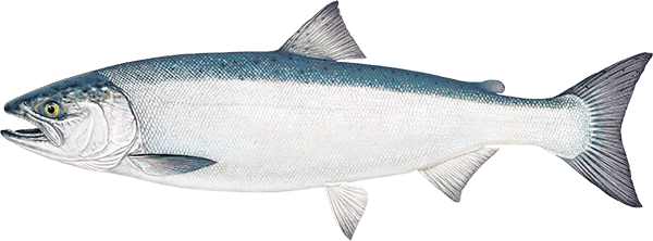 Coho Salmon
