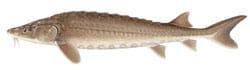 Lake Sturgeon Illustration