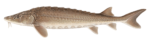 Lake Sturgeon Illustration