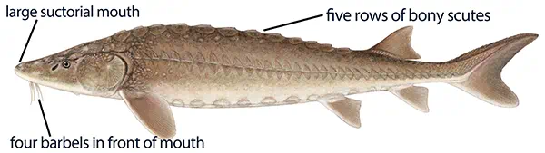Illustration of a lake sturgeon with distinct features labeled: large suctorial mouth, five rows of bony scutes, and four barbels in front of mouth.