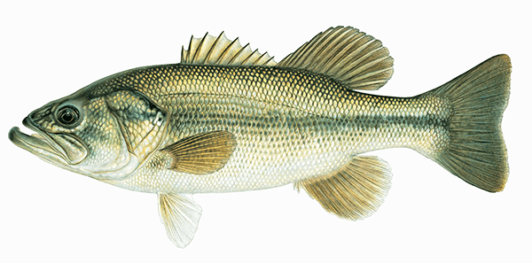 largemouth bass