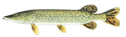 Northern Pike Illustration