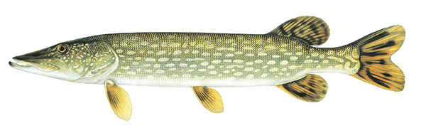 Northern Pike Illustration