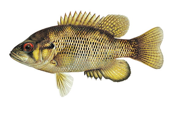 Illustration of a rock bass.