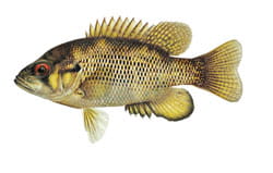 Rock bass Illustration by Joseph R. Tomelleri ©