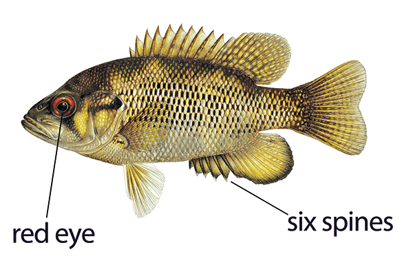 Illustration of a rock bass with distinct features labeled: red eye and six spines.