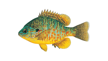 Lake sunfish shop