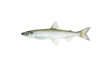 Smelt fish best sale