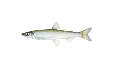 Fish - Smelt