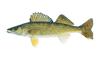 Walleye Illustration by Joseph R. Tomelleri ©