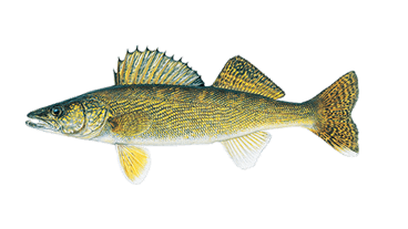 How to Catch WALLEYE on a Fishing Kayak 