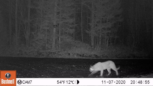 Trail cam image of a cougar captured on November 7, 2020