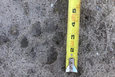 cougar paw print from May 12, 2021 with tape measure showing just under 4 inches in length. 