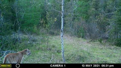 A webcam showing a cougar in the woods from May 13, 2021. 
