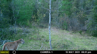 A webcam showing a cougar in the woods from May 13, 2021. 