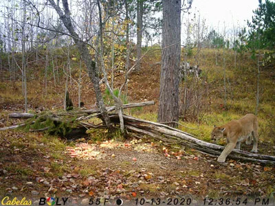 Trail cam image of a cougar
