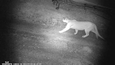 Trail cam image of a cougar in the woods. 