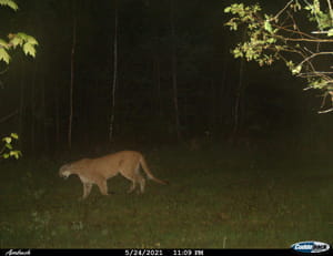 Trail cam image of a cougar walking in a clearing. 