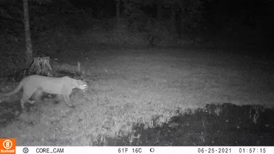 Trail cam image of a cougar in the woods. 