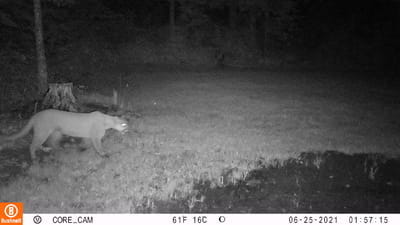 Trail cam image of a cougar in the woods. 