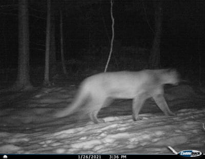 Image of a cougar captured by a trail camera
