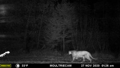 Cougar image from a trail camera