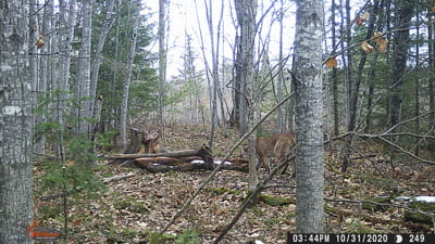 Trail cam photo of a cougar in the woods
