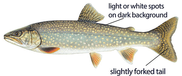 Illustration of a splake with distinct features labeled: light or white spots on dark background and slightly forked tail.