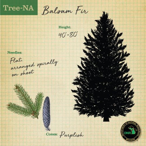 TreeNA graphic showing Balsam Fir info and images