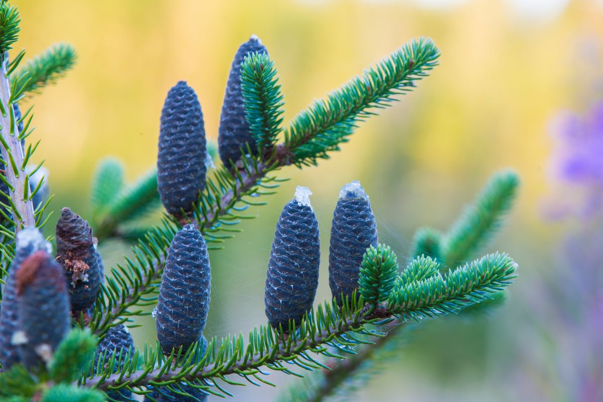 Closeup of balsam fir tree branches and purple cones